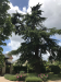 our almost 100 years old Libanon cedar in the front garden, B&B Lit Pour Toi Périgueux